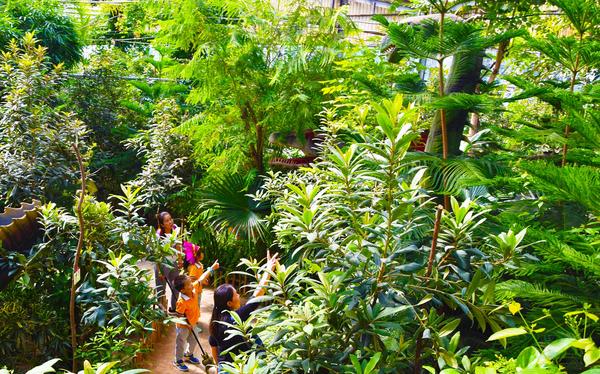 61儿童节 寻找热带雨林中的奇花异果 (12).jpg